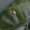Anatometal Lightning Bolt Rose