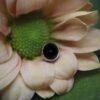 Junipurr Onyx Cabochon Top